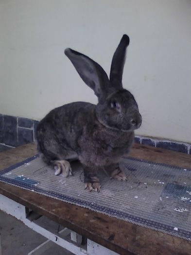 iepuri reproductie 20.02.2016 284