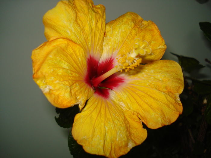 DSC04610 - Hibiscus Boreas Yellow