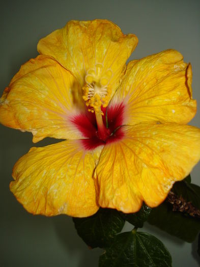 DSC04611 - Hibiscus Boreas Yellow
