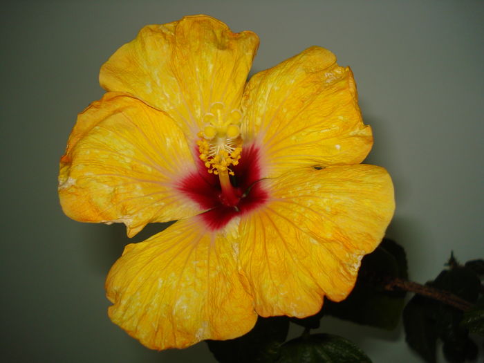 DSC04612 - Hibiscus Boreas Yellow