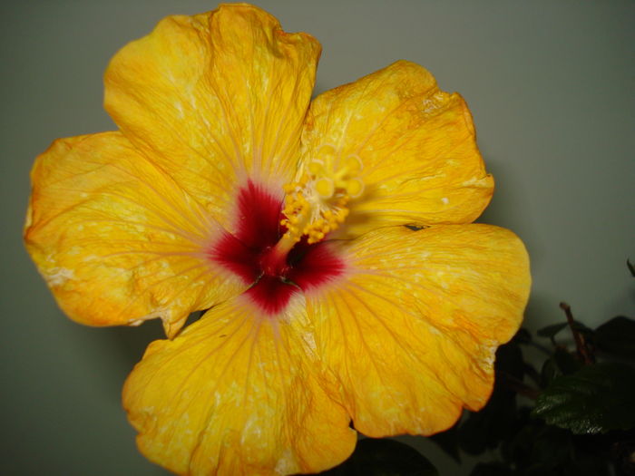 DSC04614 - Hibiscus Boreas Yellow