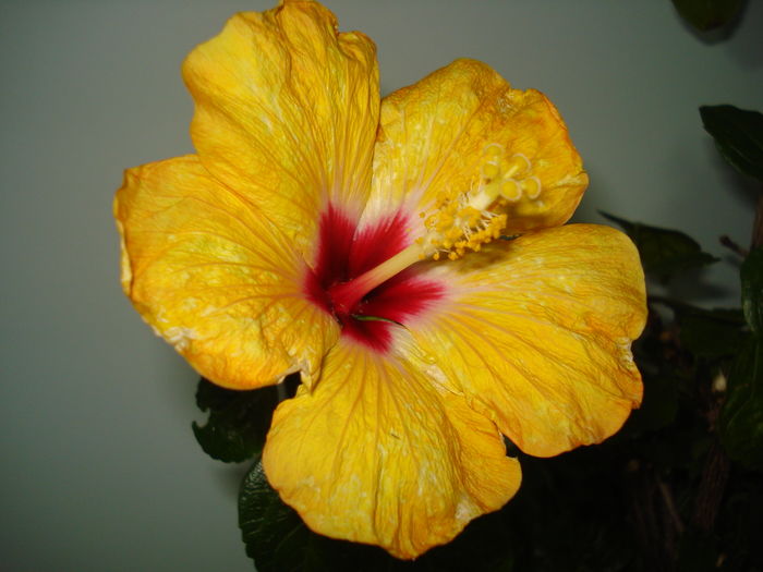 DSC04615 - Hibiscus Boreas Yellow