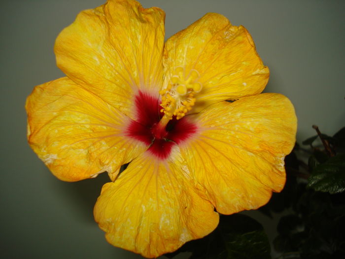 DSC04616 - Hibiscus Boreas Yellow