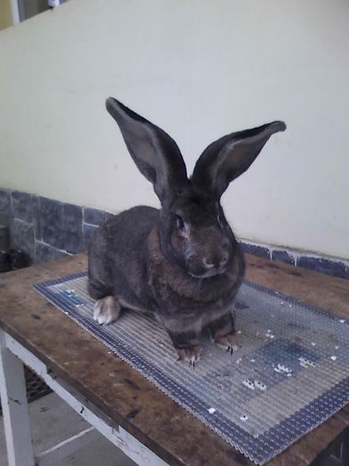 iepuri reproductie 20.02.2016 305