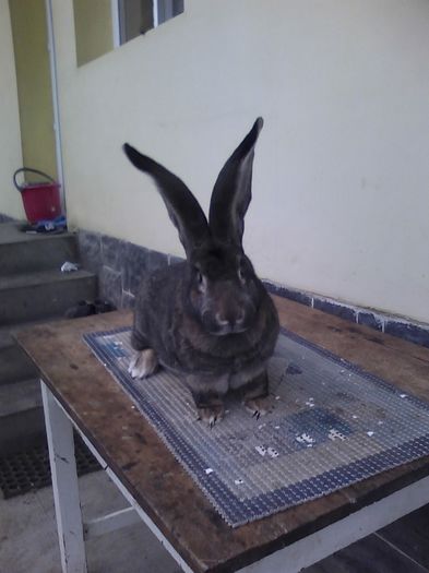 iepuri reproductie 20.02.2016 307