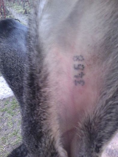 iepuri reproductie 20.02.2016 312