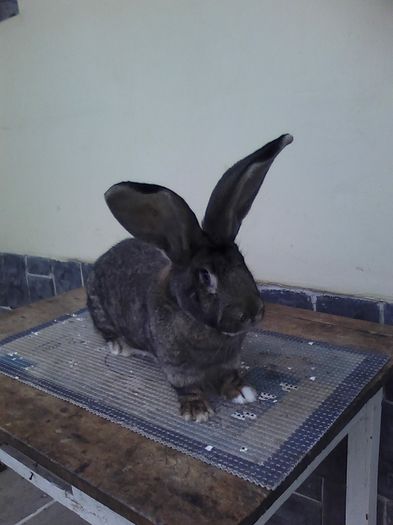 iepuri reproductie 20.02.2016 332