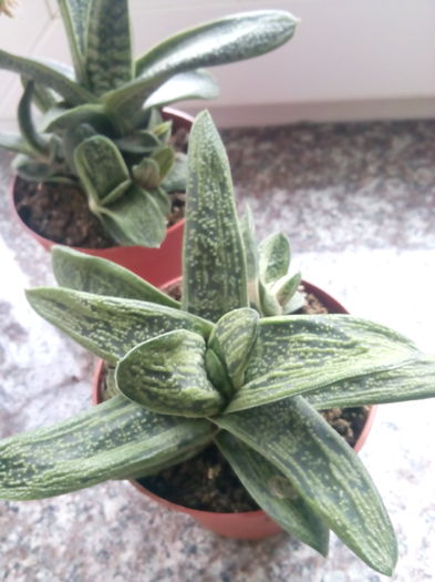 Gasteria little warty