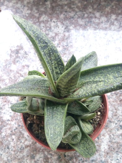 Gasteria little warty - Gasteria