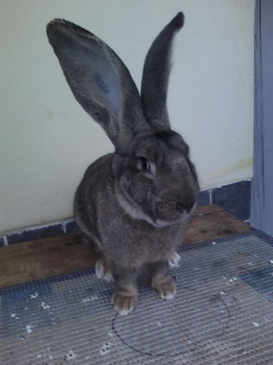 iepuri reproductie 20.02.2016 350