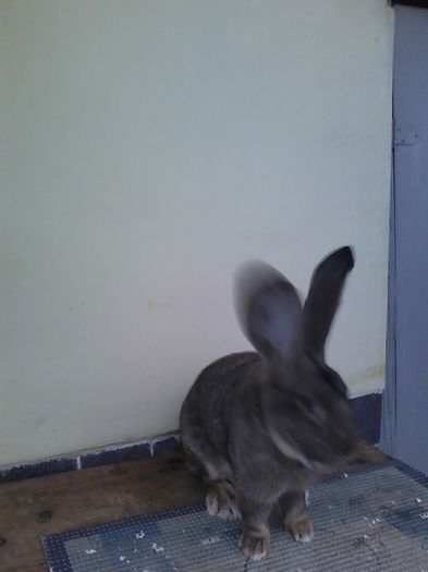 iepuri reproductie 20.02.2016 351