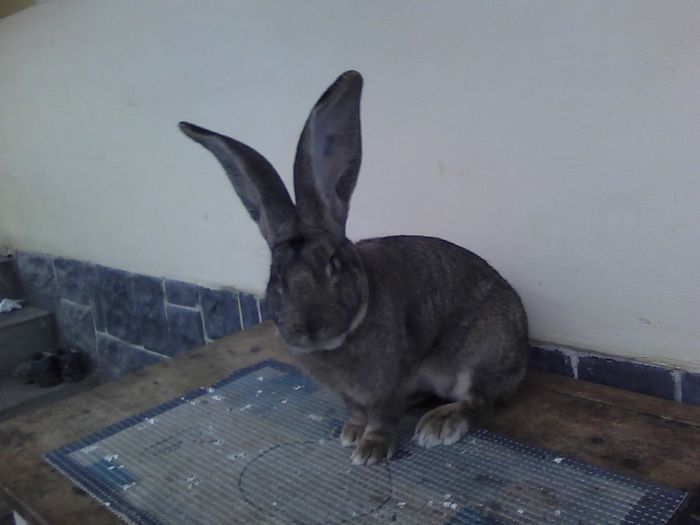 iepuri reproductie 20.02.2016 353