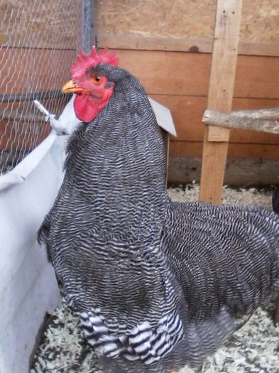 IMG_20160220_123604 - PLYMOUTH ROCK-BARAT 2015-2016