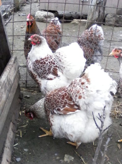 IMG_20160220_112918 - WYANDOTTE ROSU-ALB 2015-2016 ARHIVA