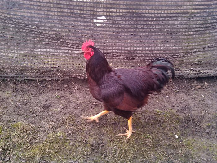 IMG_20160221_095458; Rody
