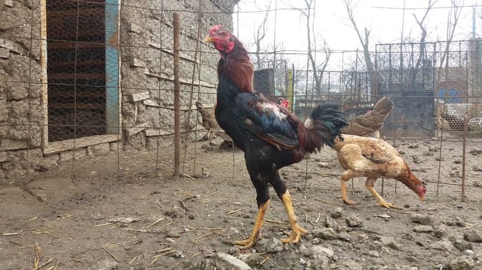 20160221_112344 - 10 Combatanta malaeza 2016-vandut