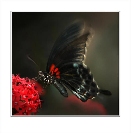 1367631868l - fluturi