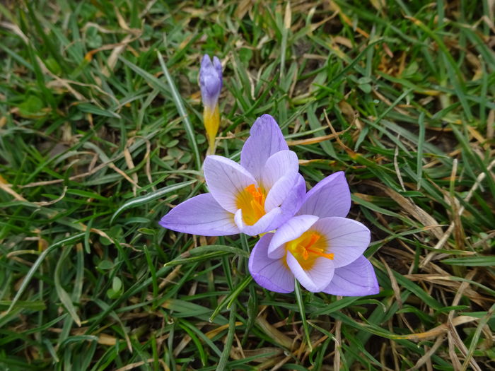 DSC02848 - 4 In Parcul Circului