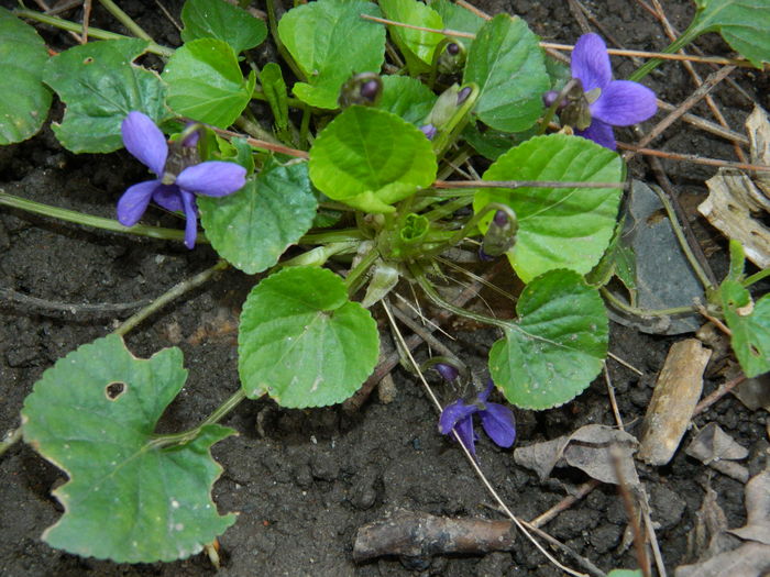 DSCN8976 - 2016_FEBRUARIE 2