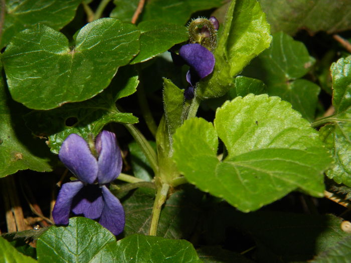 DSCN8979 - 2016_FEBRUARIE 2