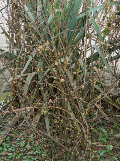 DSCN8980 - 2016_FEBRUARIE 2