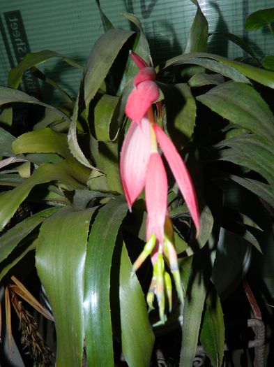 DSCN9025 - 2016_FEBRUARIE 2