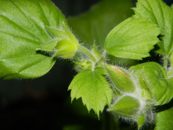 DSCN9028 - 2016_FEBRUARIE 2