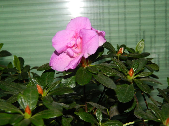 DSCN9029 - 2016_FEBRUARIE 2