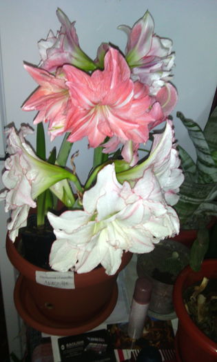 IMG_20160221_161821[1]