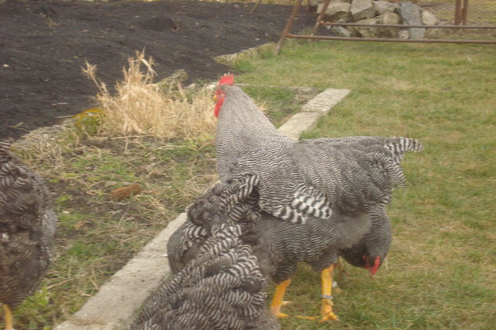 008 - PLYMOUTH ROCK BARAT 2015-2016 ARHIVA