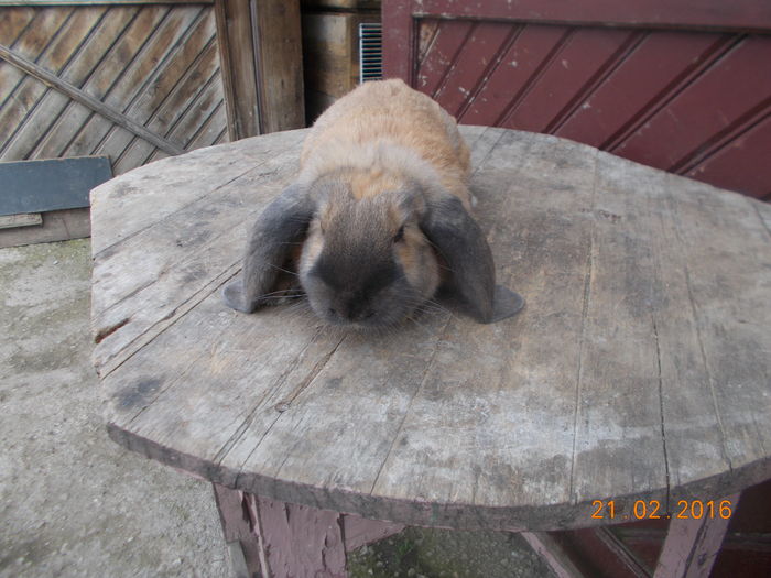 femela 3; productie proprie
