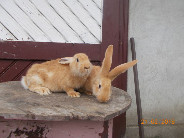 femele - iepurii mei in feb-2016
