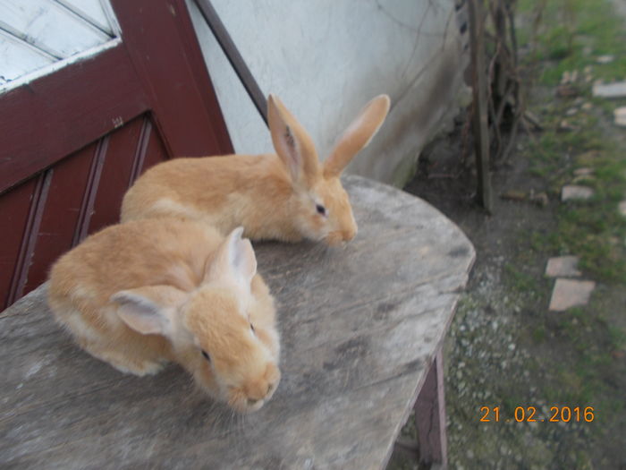 femele - iepurii mei in feb-2016