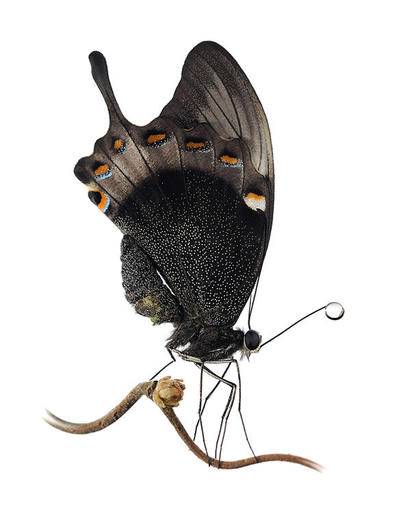 124670299l - fluturi
