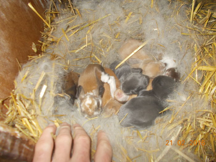 cuib fem 1 - iepurii mei in feb-2016