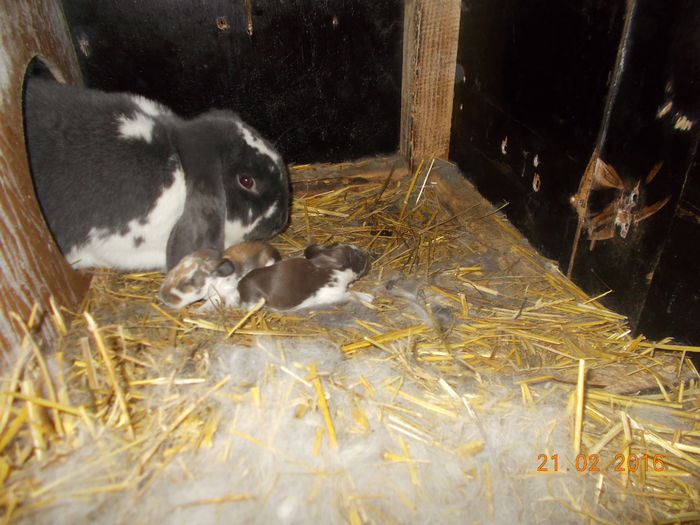 cuib fem1 - iepurii mei in feb-2016