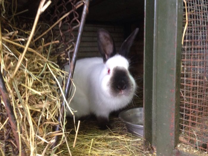 image - A-IEPURI CALIFORNIENI