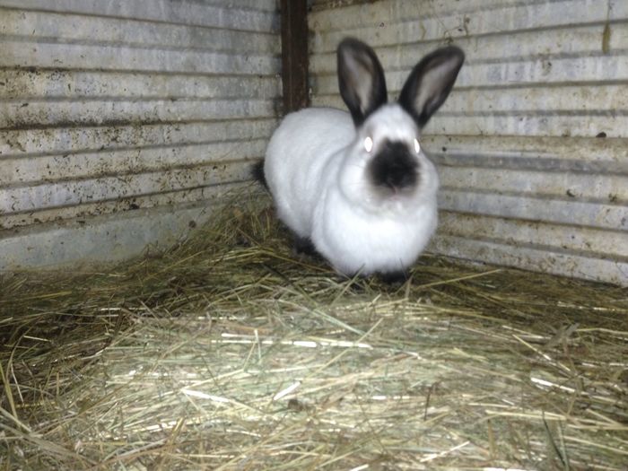 image - A-IEPURI CALIFORNIENI