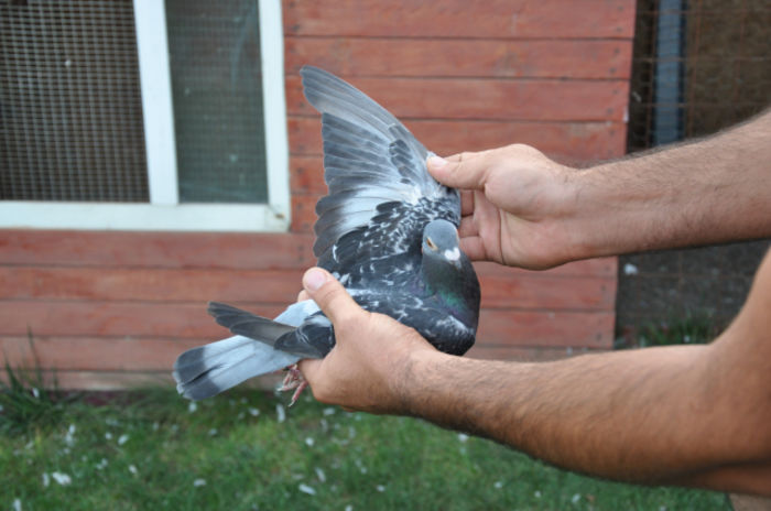 fam-afrasinei-eva-loc-1-goldap-927km