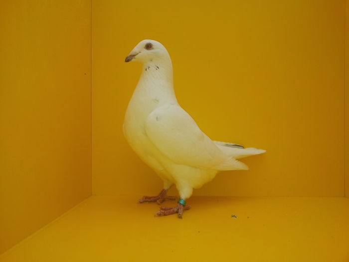 402