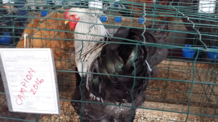 Expozitie Sibiu 21-02-2016 036