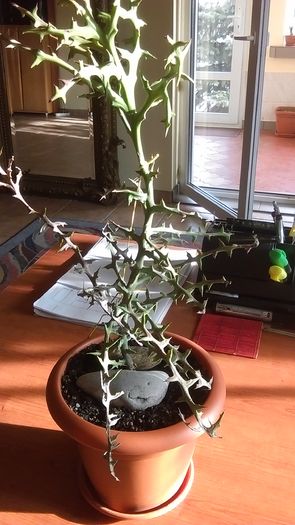 Euphorbia stenoclada - Cactusi si alte suculente 2015