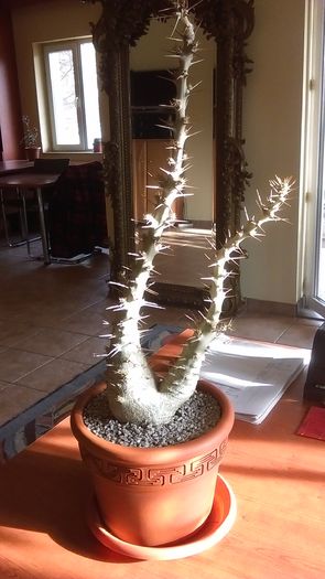 Pachypodium saundersii