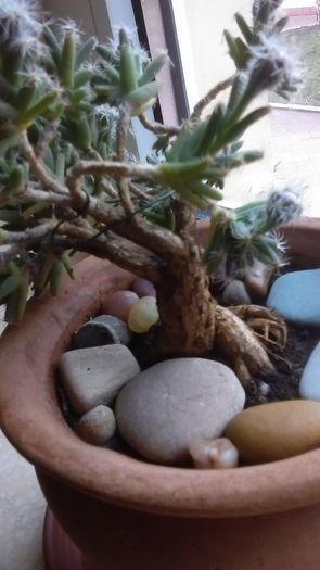 Trichodiadema densum, boboci