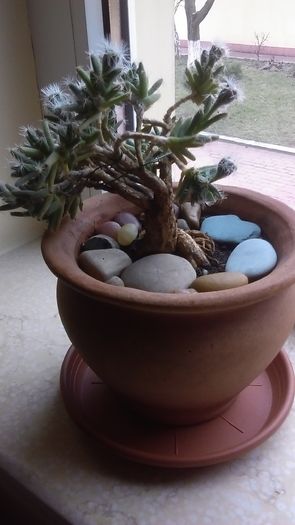 Trichodiadema densum