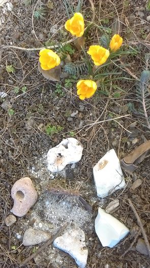 Opuntia phaeacantha & Crocusi