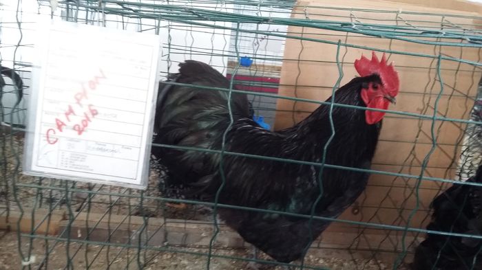 Expozitie Sibiu 21-02-2016 024