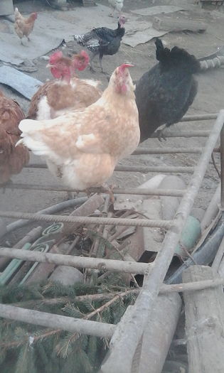 IMG_20160221_162651 - Gaini de tara si Kabir