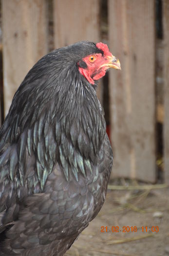 DSC_0232 - BRAHMA NEGRU 2016