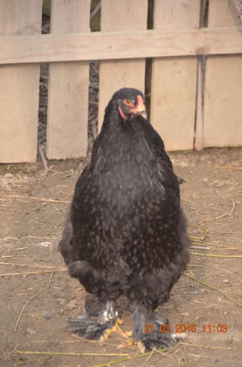 DSC_0235 - BRAHMA NEGRU 2016